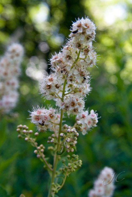 0111Arboretum de Balaine.jpg - SONY DSC